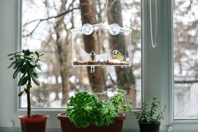 Move your bird feeder to attract more wildlife and keep pests away