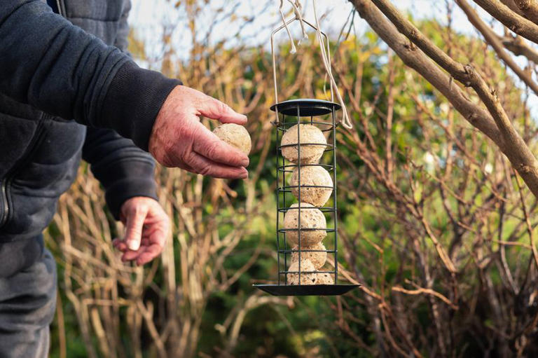 Move your bird feeder to attract more wildlife and keep pests away