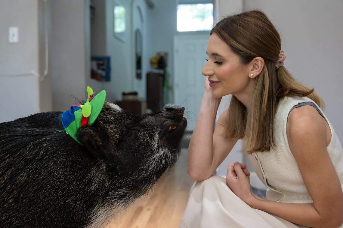 Viral pig Merlin joins rare monkey birth in animal news