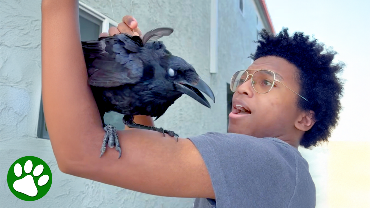 Brave teenager saves trapped crow with pure kindness