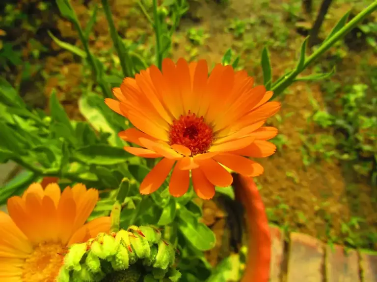 Cómo cuidar tus caléndulas en maceta o en el jardín