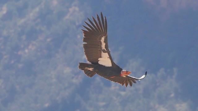 Scientists hopeful after critically endangered condors tend to species ...