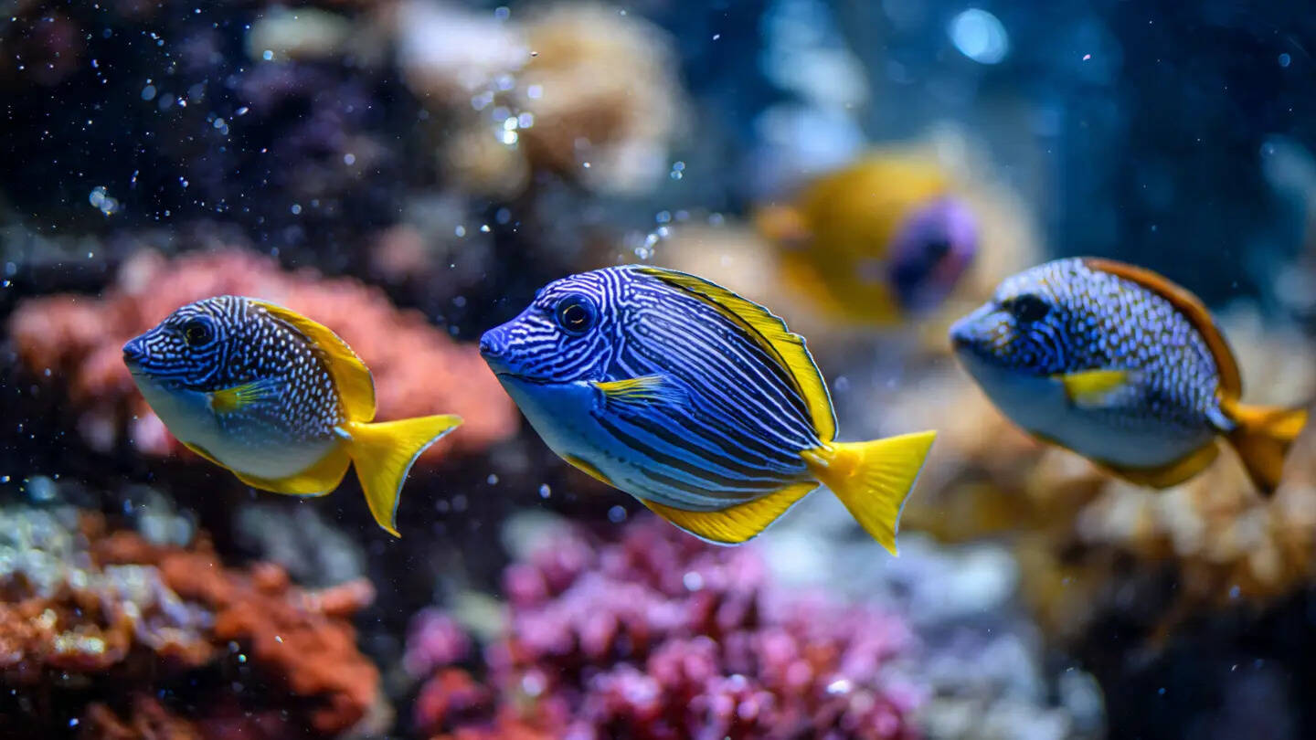 Aquarium cleaning routines you can follow monthly to keep your fish ...