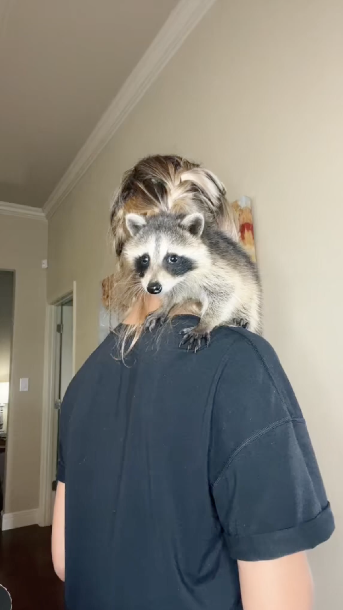 He's just a baby raccoon and it's too cute to handle