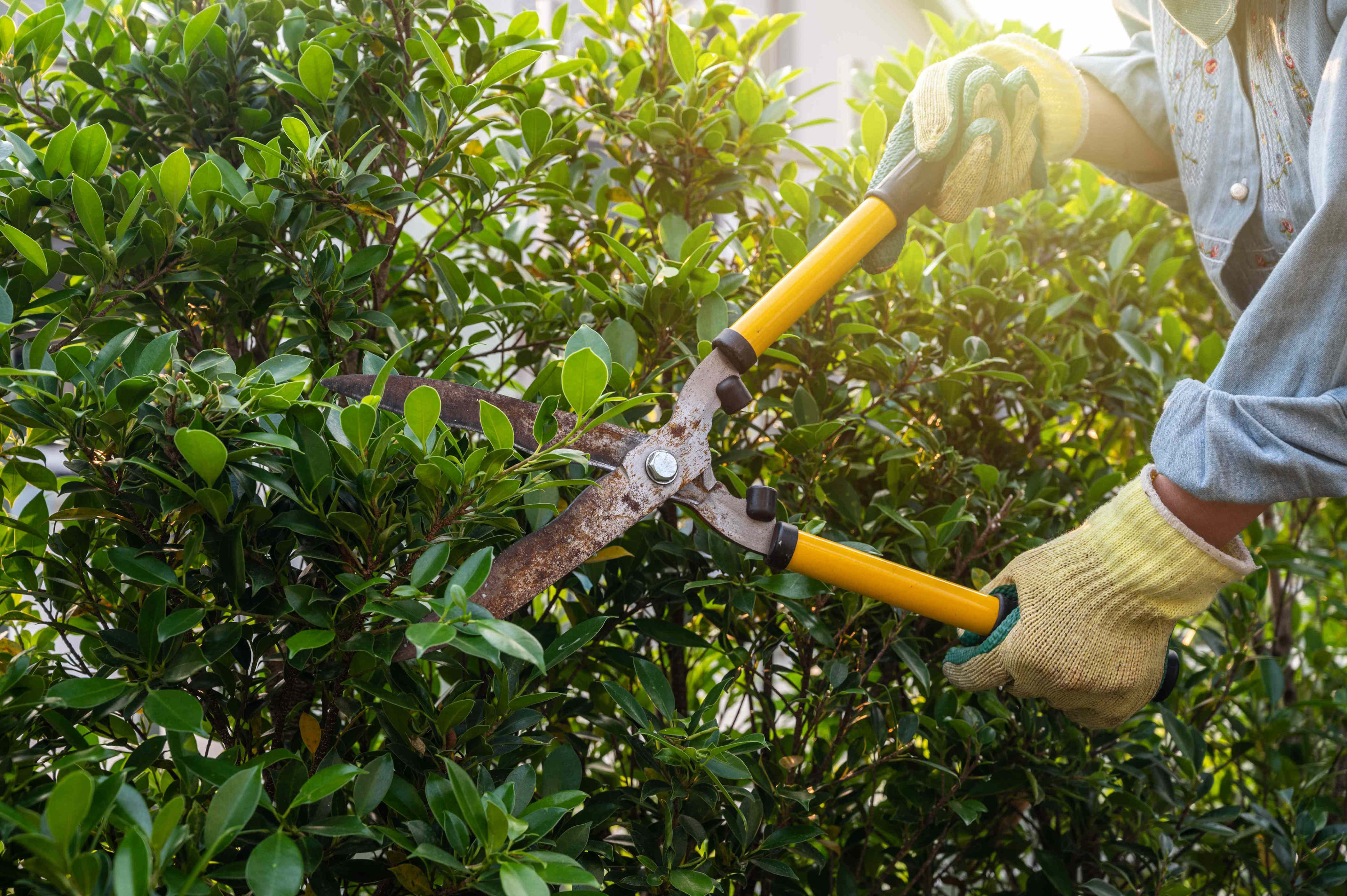 Can you trim your neighbor’s hedge if it grows into your yard?