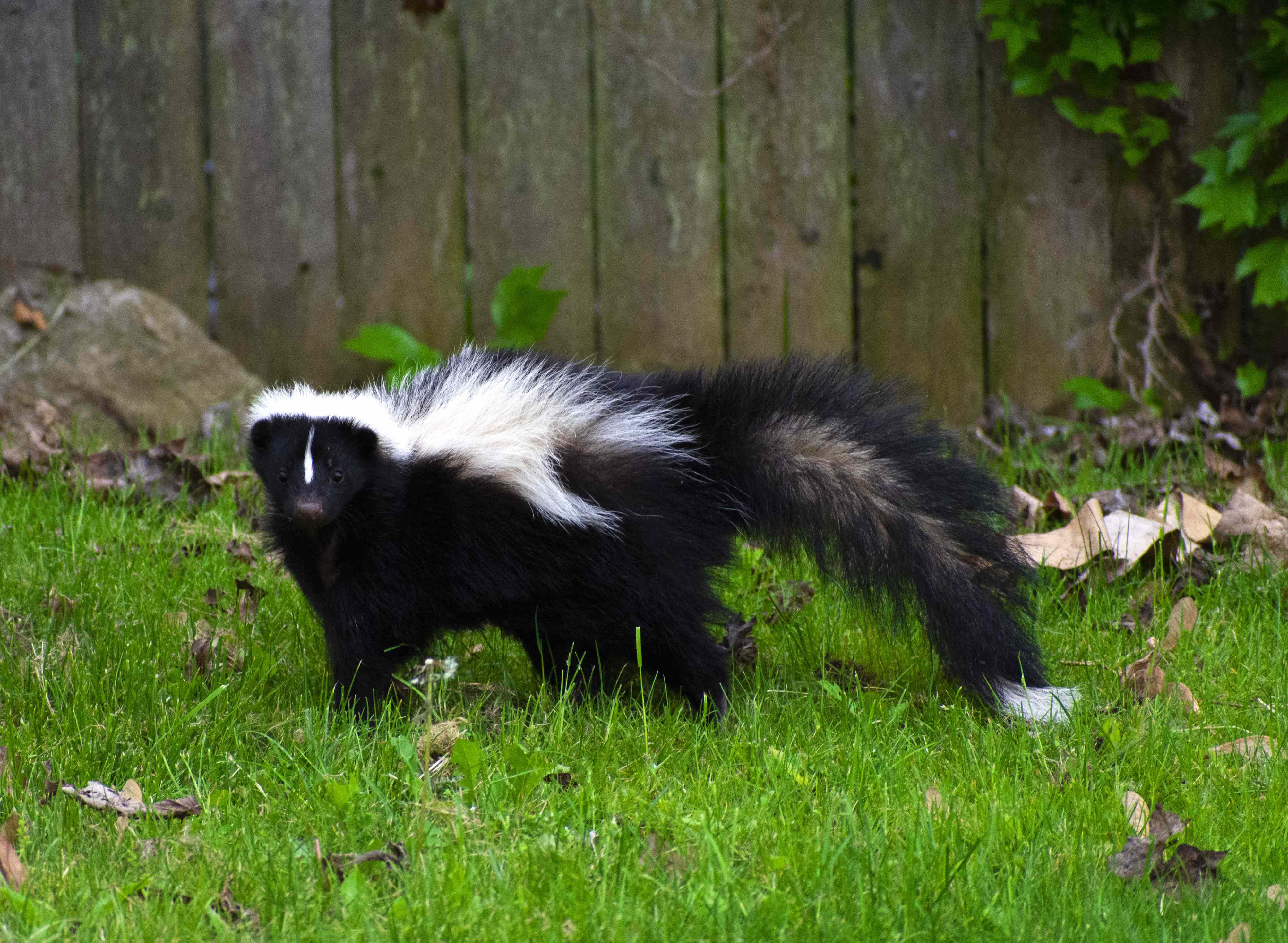 What to do if you see a skunk on your property (and what to absolutely avoid)