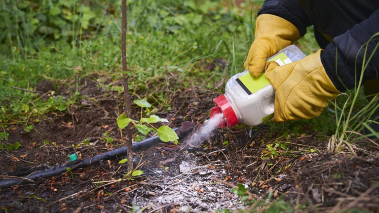 Sprinkle this around door and window frames to keep ants out of your home