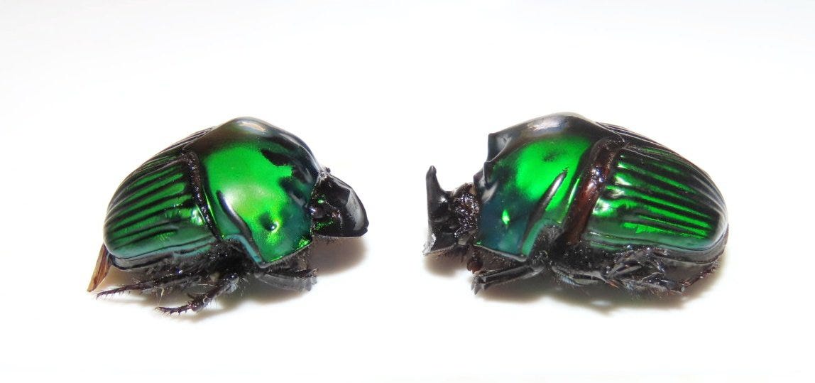 Dung beetles have a tough life. Climate change is making it worse<br><br>