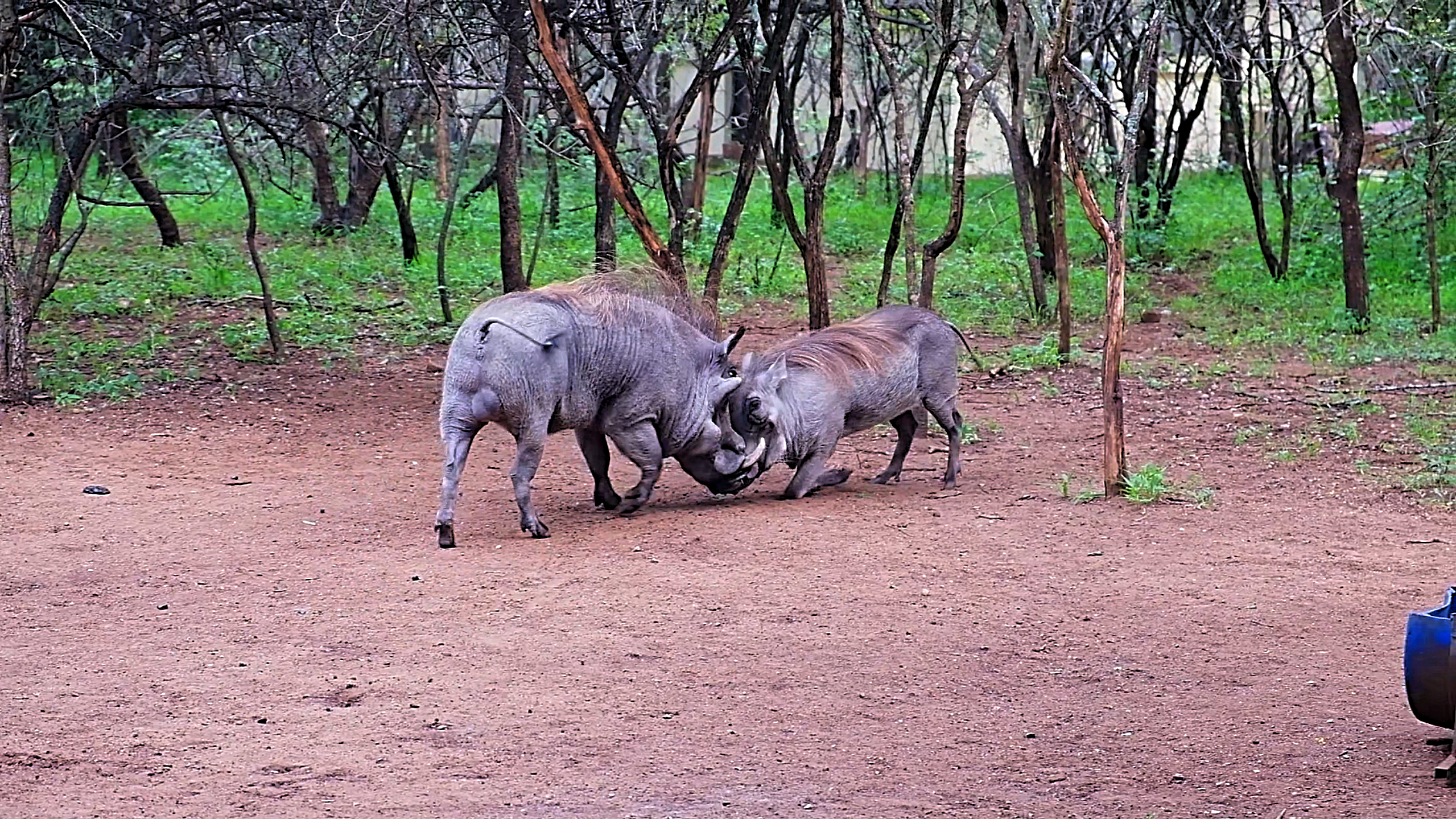 Watch what happens when a conflict happens between two wild boars