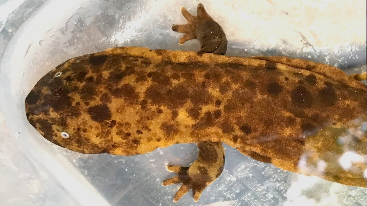 Searching for baby giants in the wild