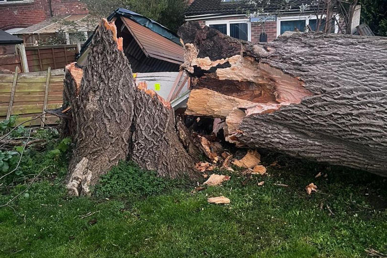 'If it had fallen 10ft the other way the tree would've gone through my ...