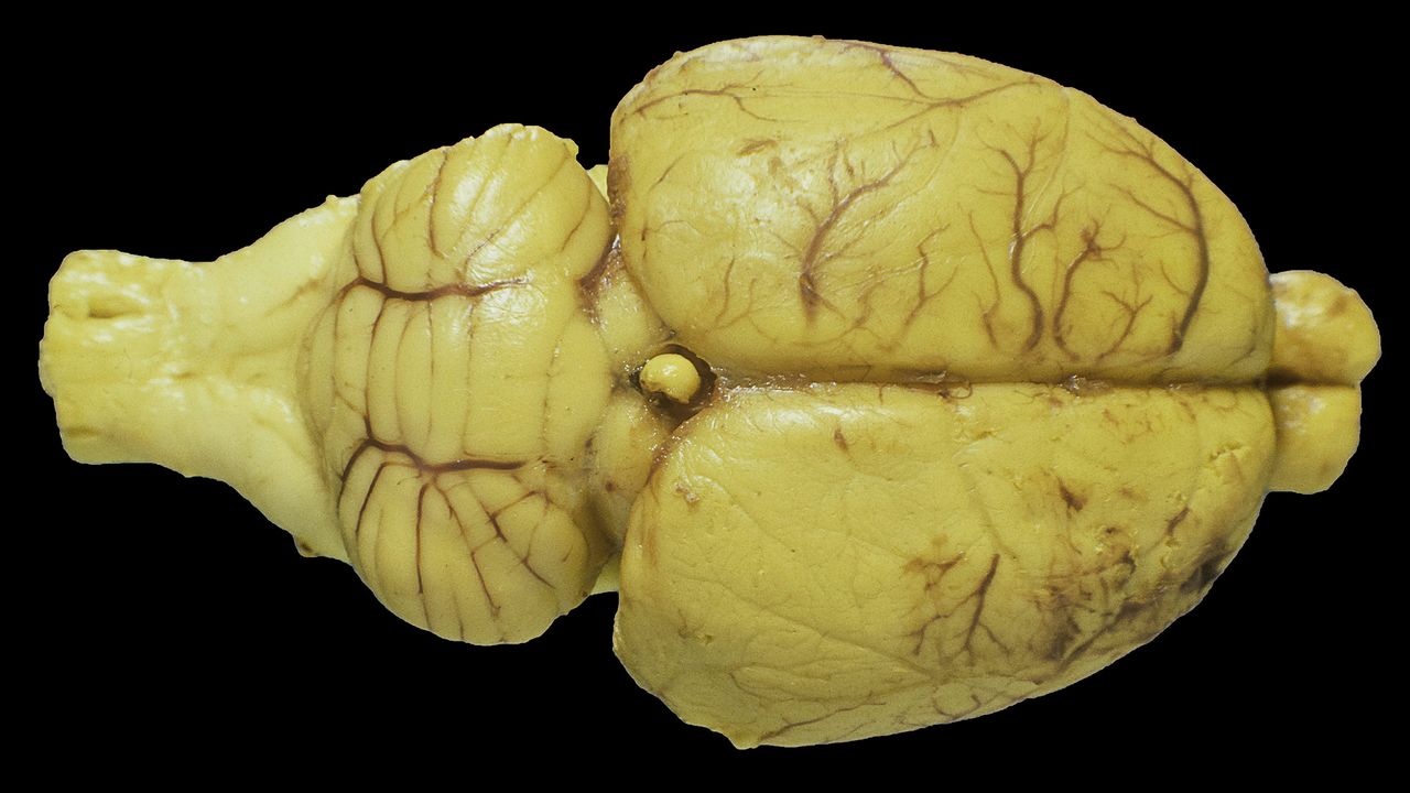 Researchers train living rat neurons to perform real-time AI computations