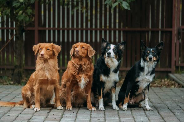 Vet names 6 healthiest dog breeds that rarely get ill or need check-ups