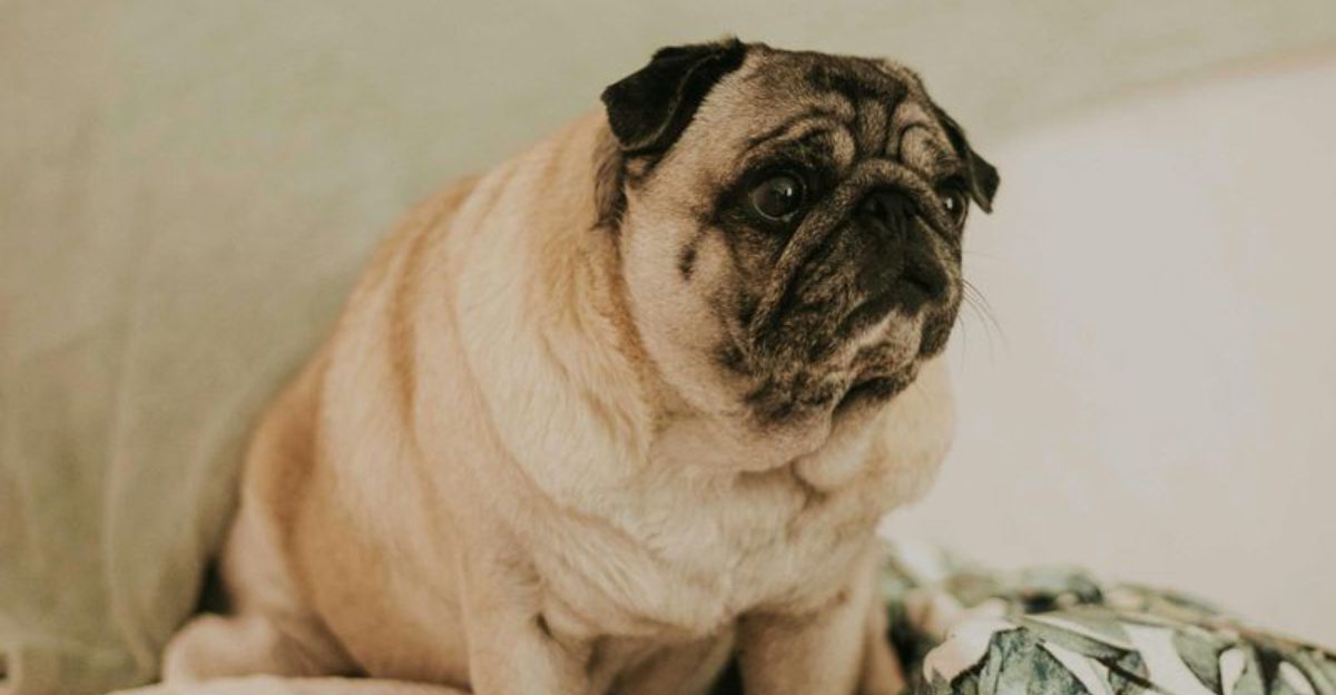Picture of Vets warn that these 13 dog breeds never seem to stop eating