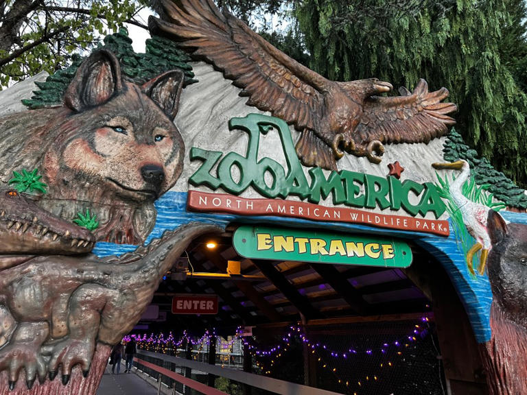 Toddler crawls under fence near wolf enclosure at zoo, suffers minor ...