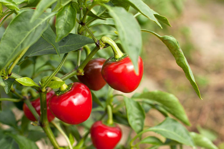 9 companion plants that help peppers grow bigger and better
