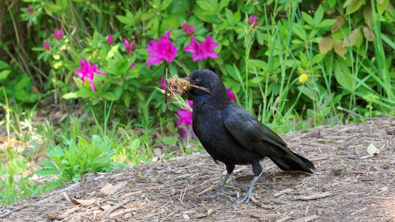Keep unwanted crows out of your yard with the help of a kitchen staple
