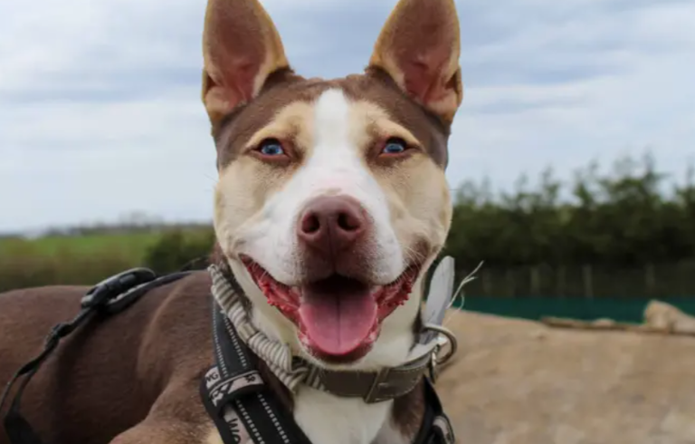 19 gorgeous Dogs Trust canines looking for their forever homes right ...
