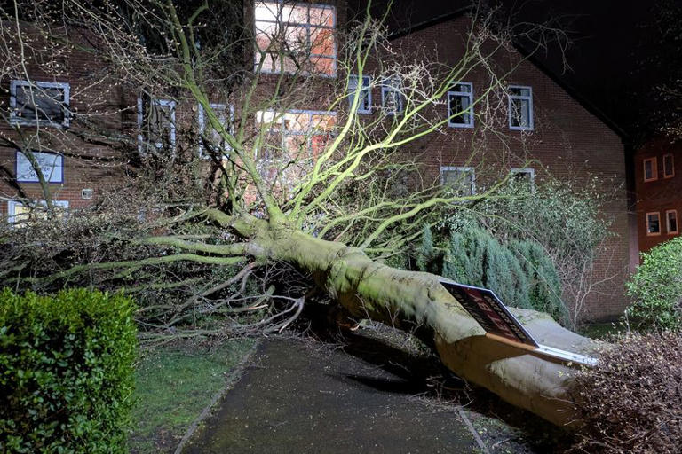 Stockport residents' shock as huge tree smashes into flats during Storm ...