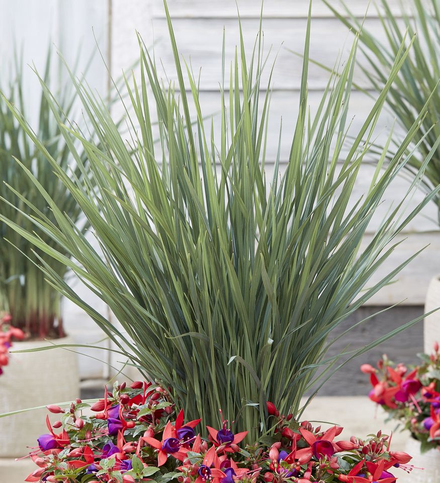 Coolvista™ Dianella