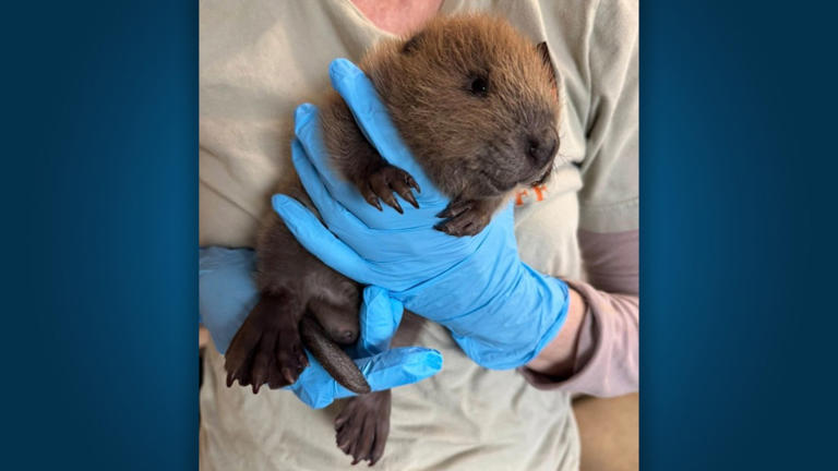 Austin wildlife rescues baby beaver found wandering alone after recent ...