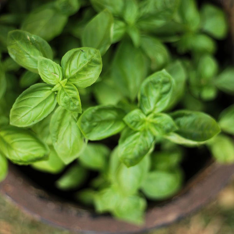 9 companion plants that help peppers grow bigger and better
