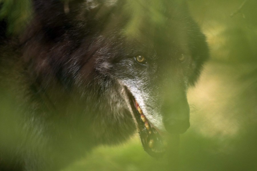 Parents charged after toddler put hand into zoo’s wolf enclosure<br><br>