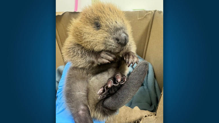 Austin wildlife rescues baby beaver found wandering alone after recent ...
