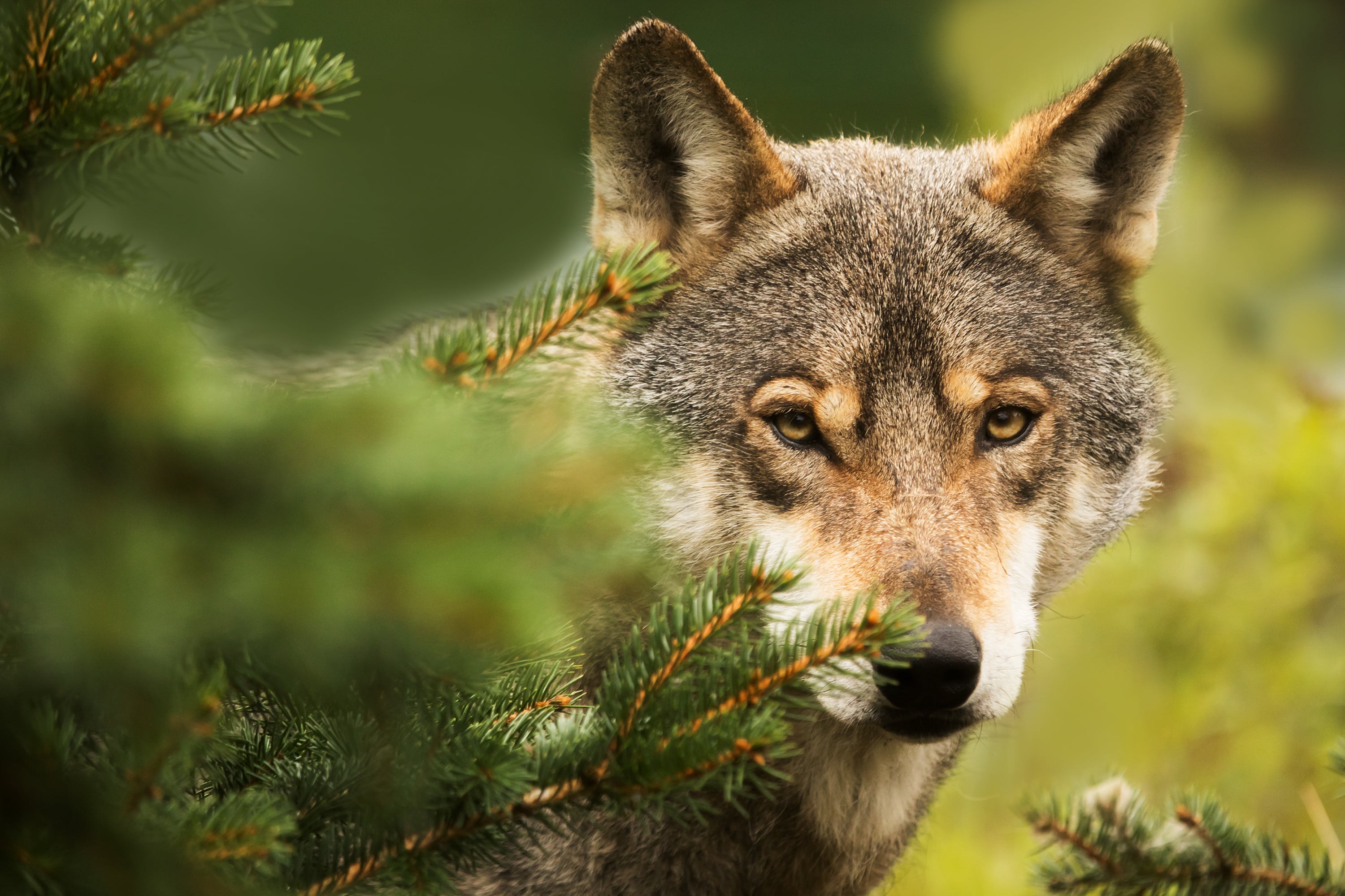 Toddler injured after crawling under fence, sticking hand into wolf ...