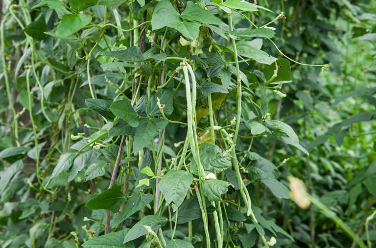 9 companion plants that help peppers grow bigger and better