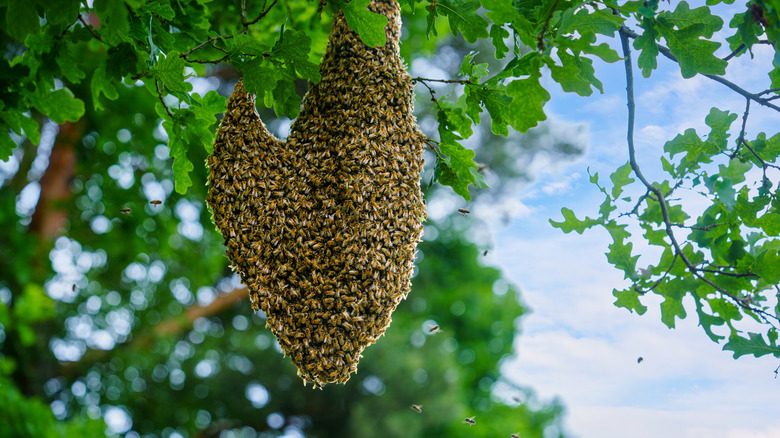 How to differentiate between bee hives and wasp nests in your yard