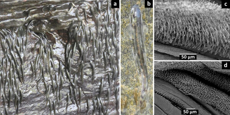 Scientists capture tiny fish climbing 15-meter waterfall in just a few ...