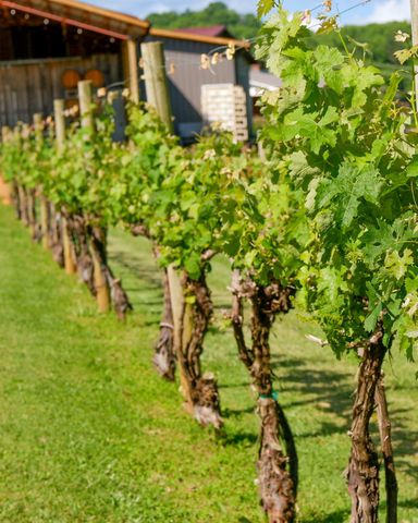Addison Farms Vineyard