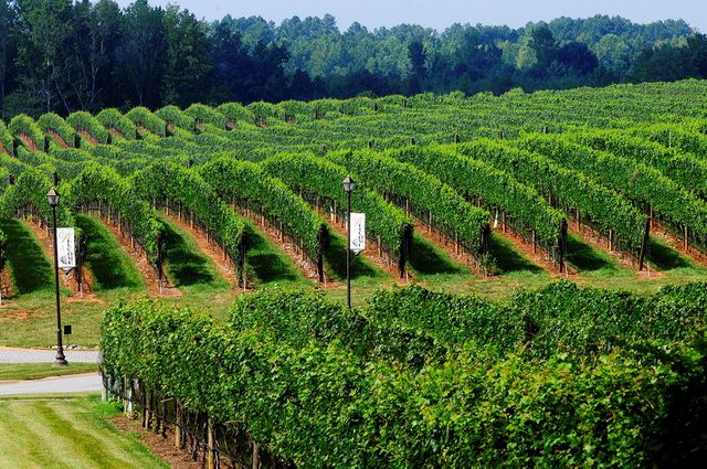 Childress Vineyards