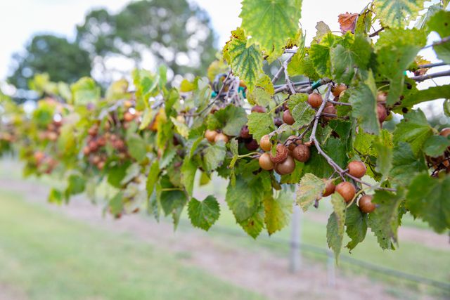 Duplin Winery