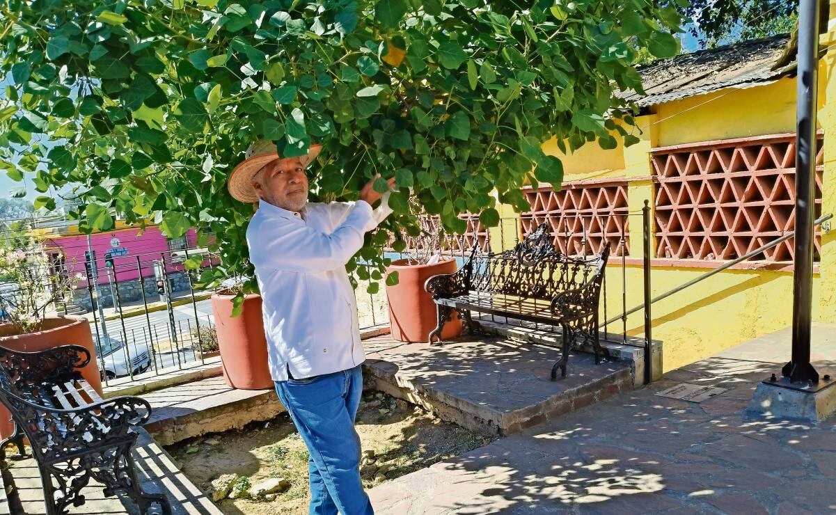 Árboles del futuro: siembra vida y conciencia