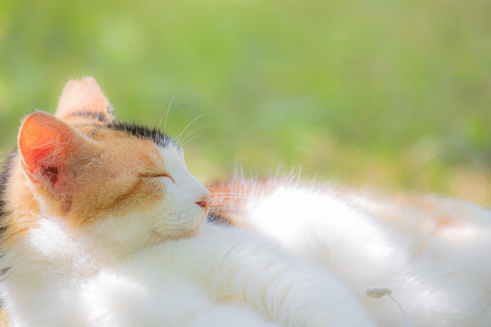 人が見習いたくなる「猫の性格や習性」4選 マイペースな理由や取り入れたいヒント