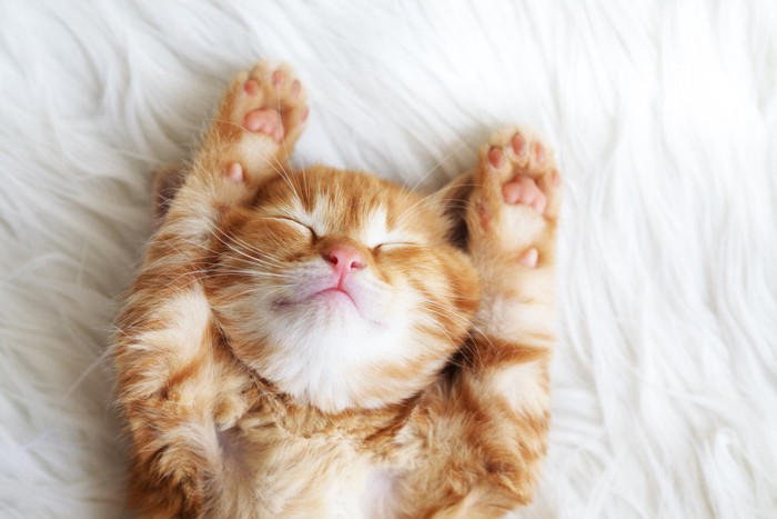 人が見習いたくなる「猫の性格や習性」4選 マイペースな理由や取り入れたいヒント