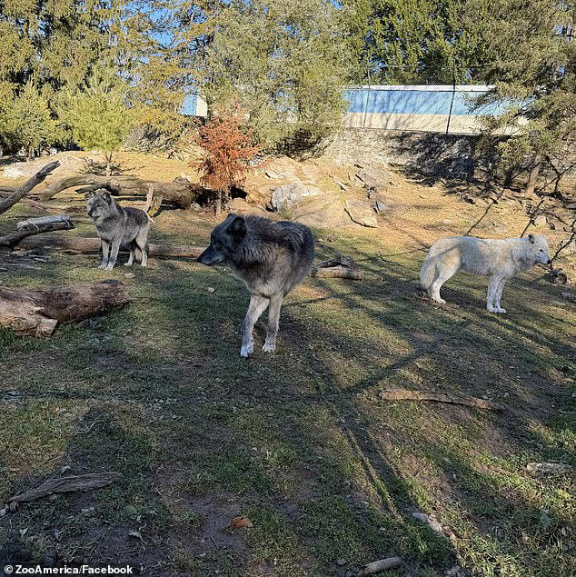Toddler's hand is caught in wolf's mouth at zoo after parents were ...