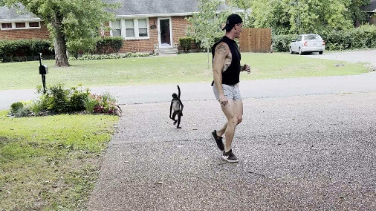 Rescued monkey delights viewers as he runs happily outdoors and looks ...
