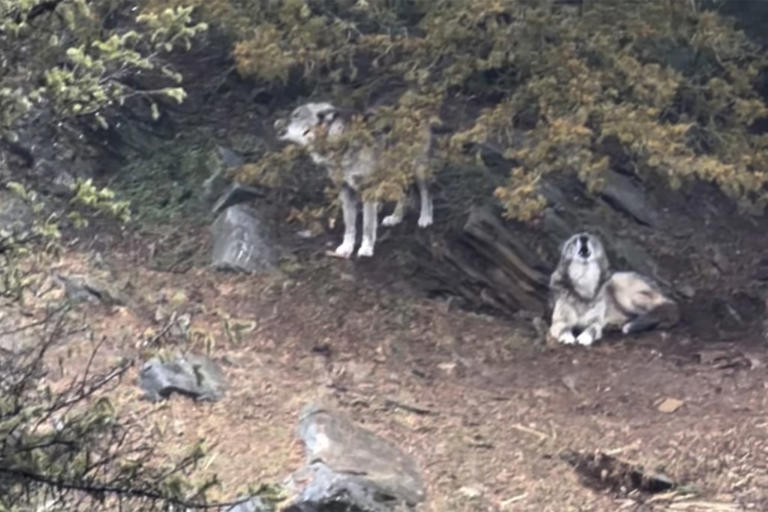 Unsupervised toddler wounded by wolf after crawling into restricted ...