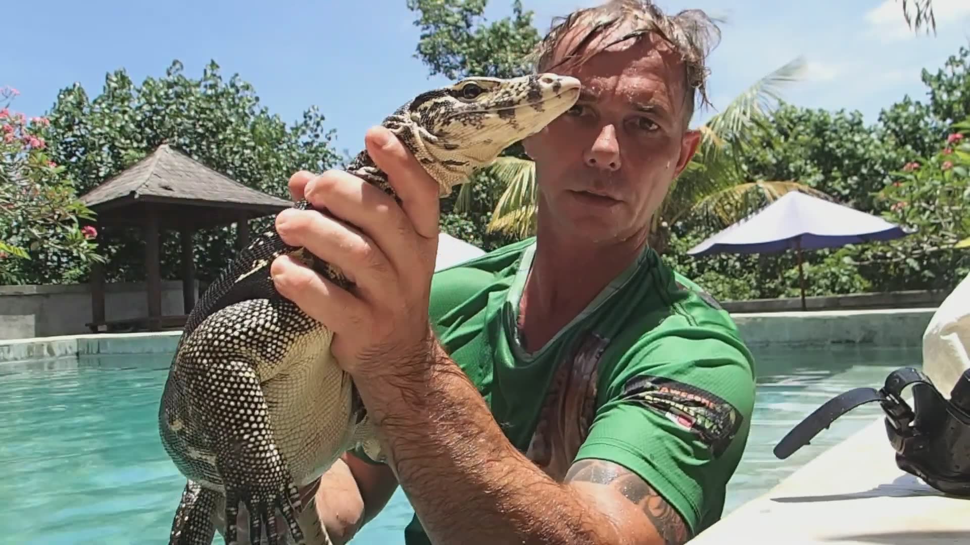 Giant water monitor lizard decides swimming pool makes perfect home