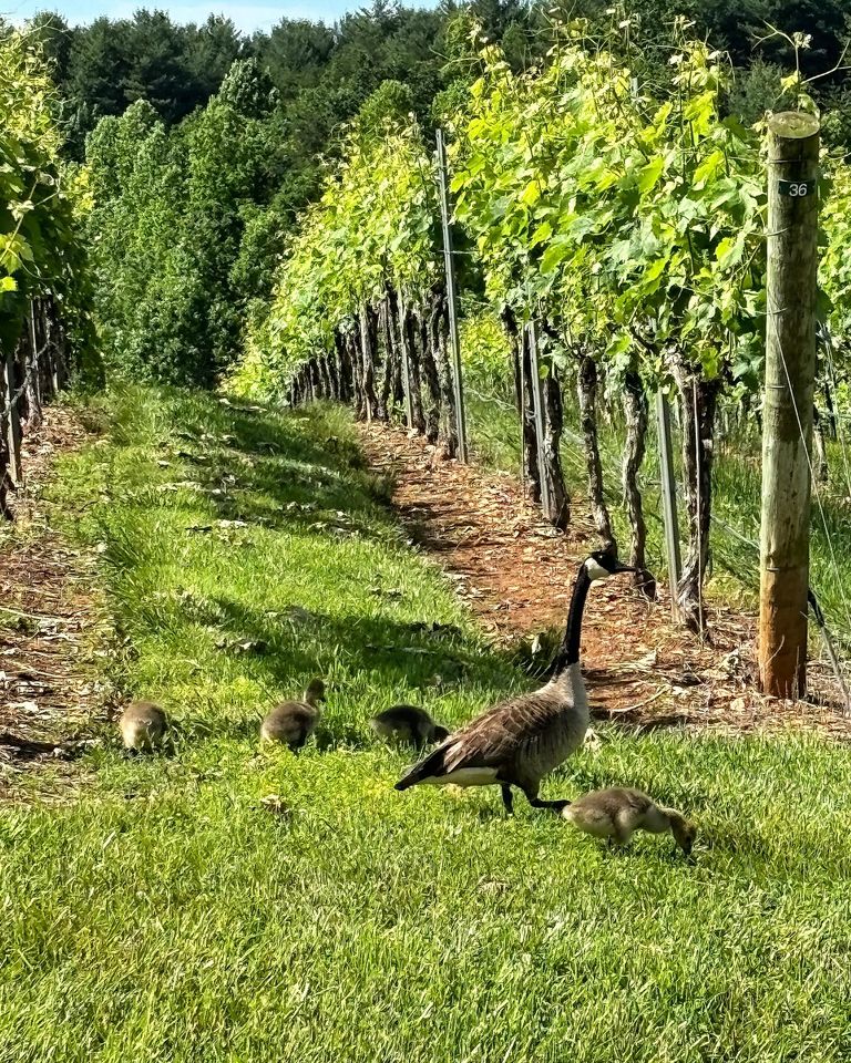 Jones von Drehle Vineyards and Winery