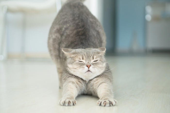 人が見習いたくなる「猫の性格や習性」4選 マイペースな理由や取り入れたいヒント