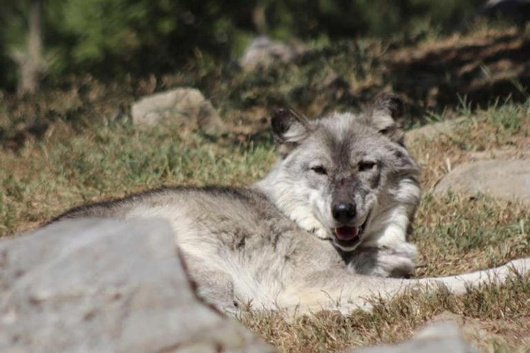 Toddler injured by wolf at zoo while parents are distracted by mobile ...