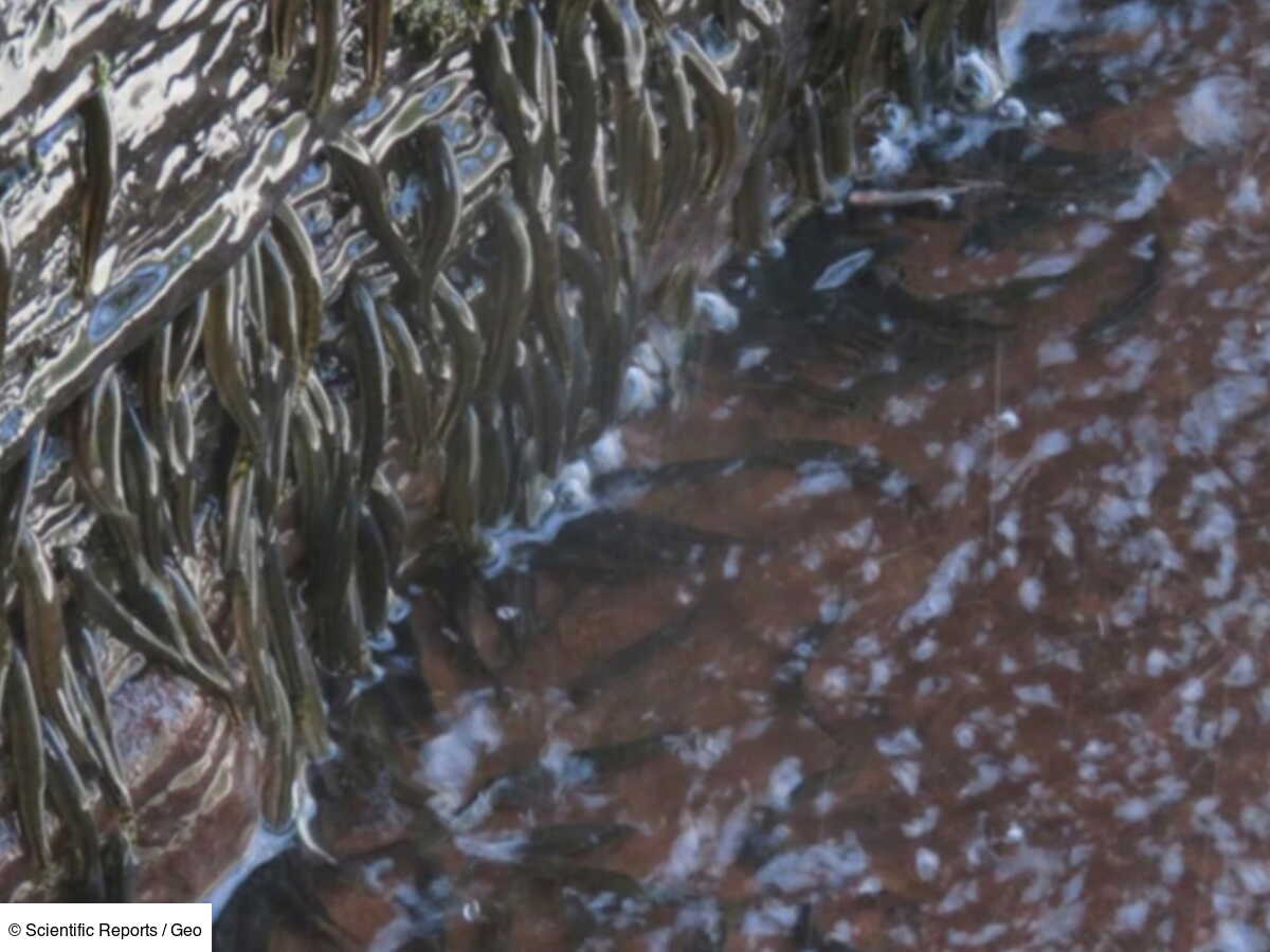 En RDC, des milliers de poissons minuscules escaladent une cascade de ...