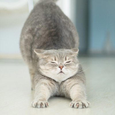 人が見習いたくなる「猫の性格や習性」4選 マイペースな理由や取り入れたいヒント
