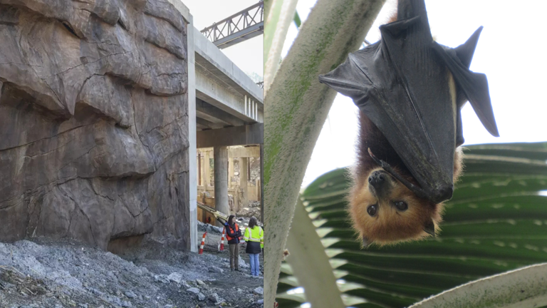 Why a 25-foot bat wall was built in North Carolina beside a busy ...