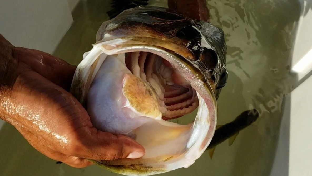 Watch what happens when they release the bass and it gets attacked