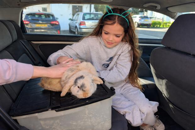 Easter miracle as Helston family reunited with missing pet rabbit after ...